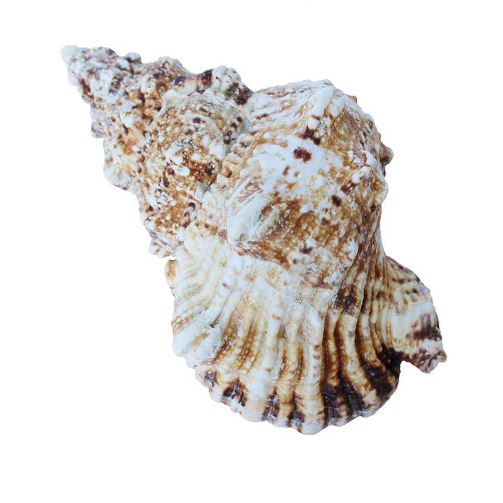 California Seashell Company - Wholesale Decorative Tabletop Object - Large Frog Seashells - Bursa Bubo - Choose a size from 6-9"