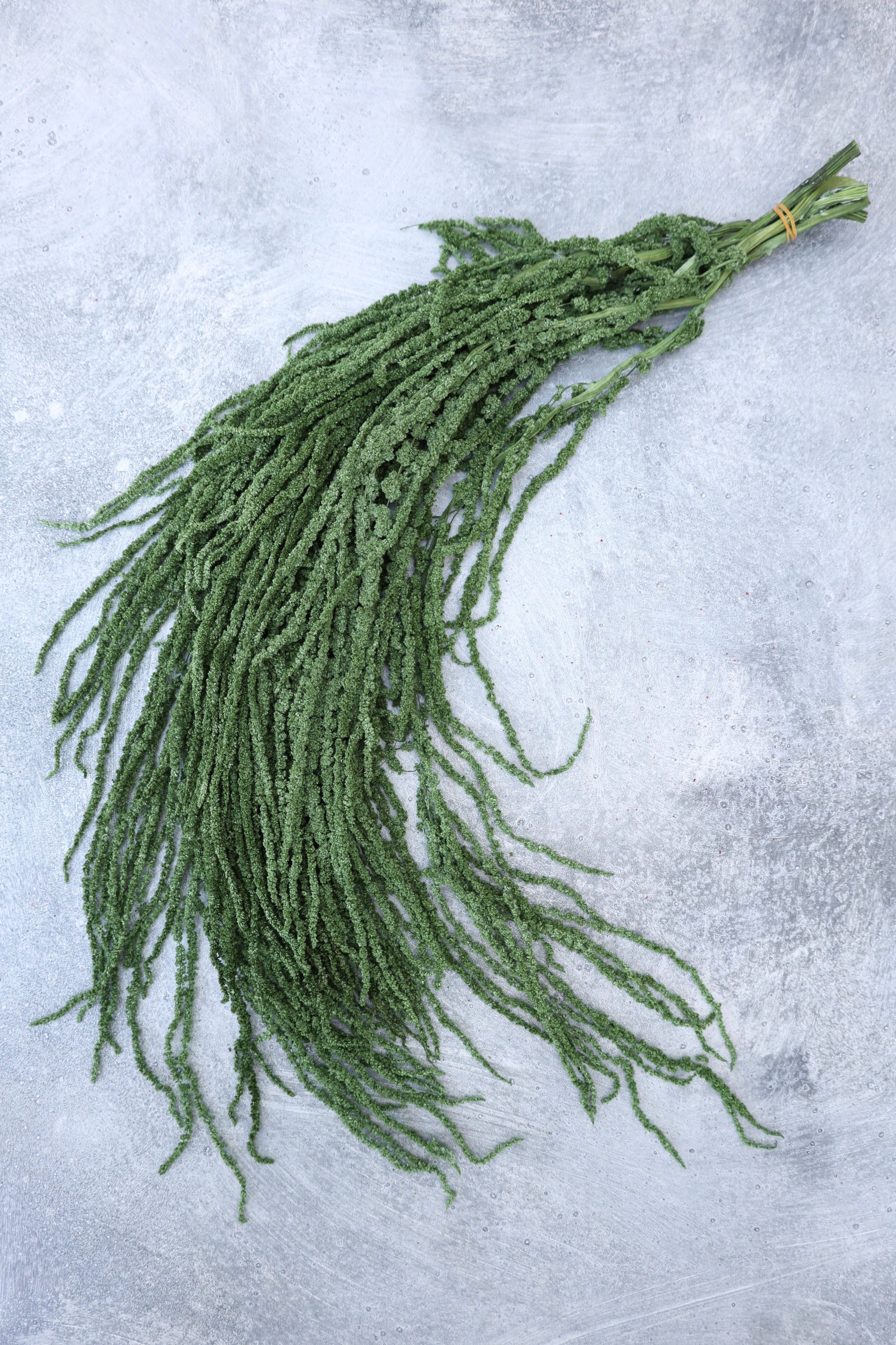 FlowerFantaSee – Großhandel Getrocknete/gepresste Blumen – Konservierter Amaranthus7