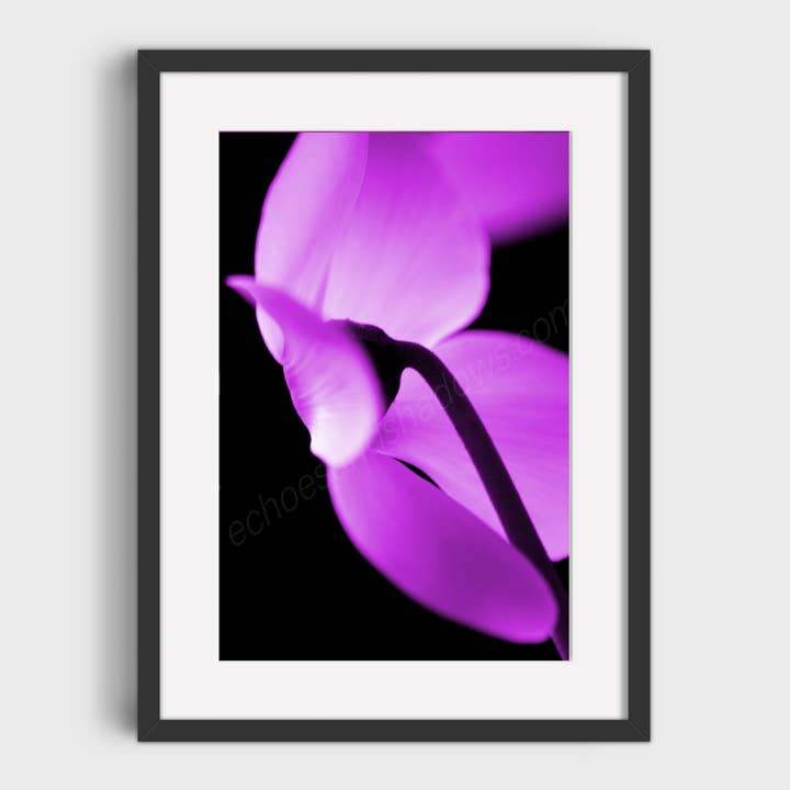 Purple Cyclamen Photo Print, Flower Photography Wall Decor for wholesale by Echoes & Shadows Photography