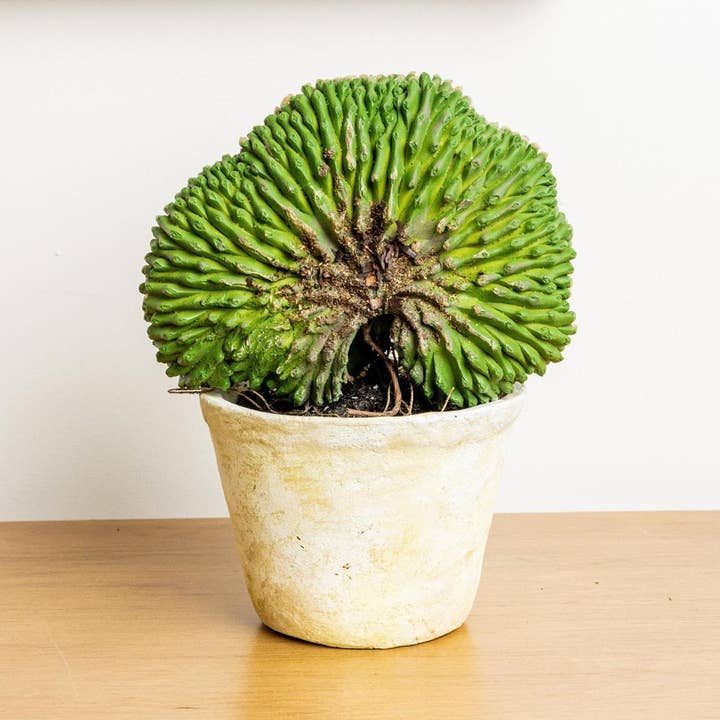 Potted - Echinopsis Oxygona Cactus (Pk/04) for wholesale by Audrey's Home & Gift