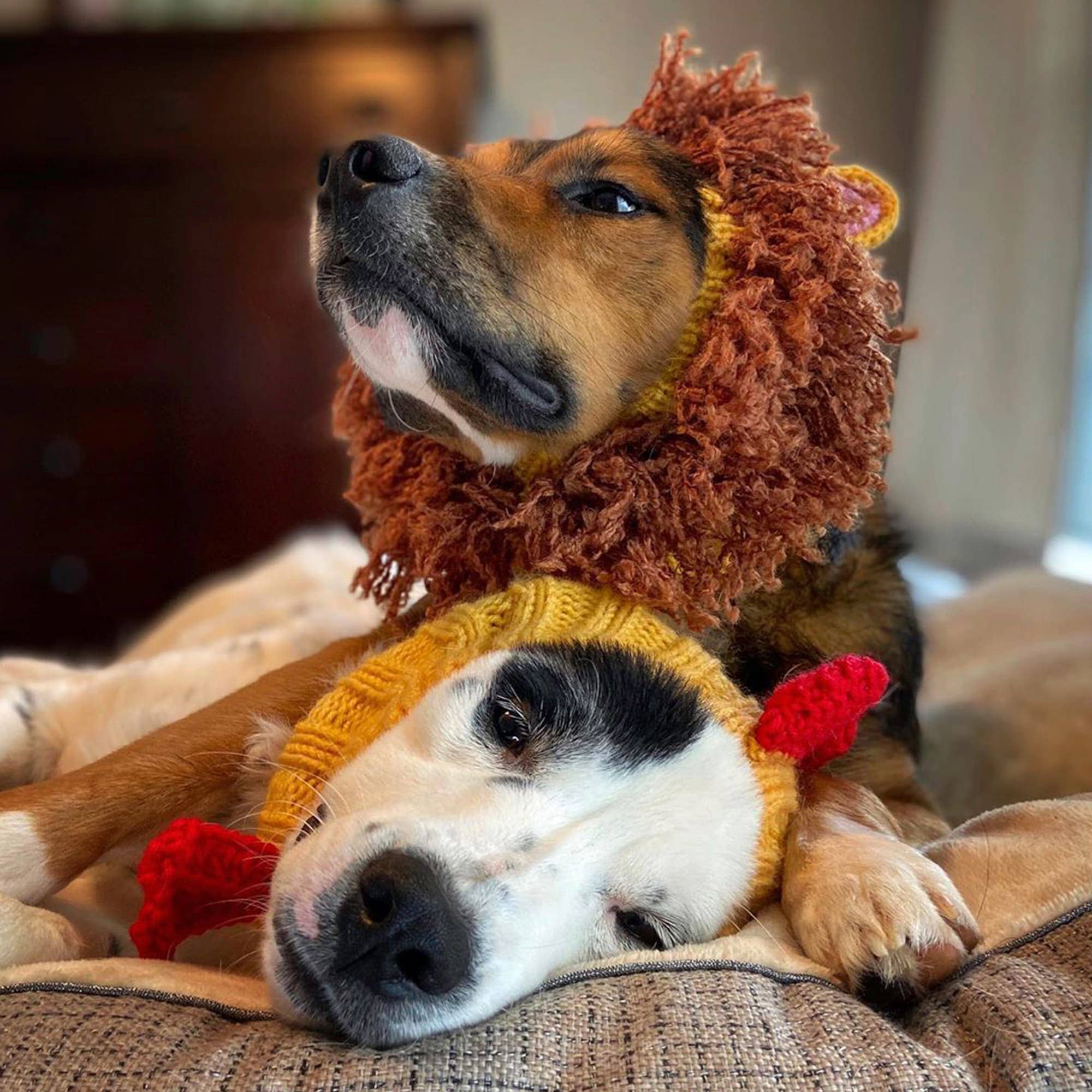 Zoo Snoods – wholesale Pet snood – Dog – Yellow Rooster Dog Snood9