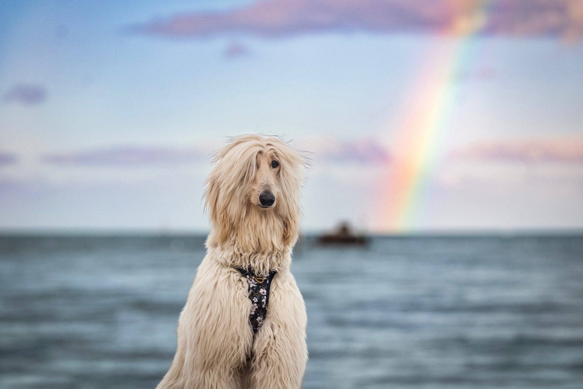 Dizzy Dog Collars - Wholesale Pet Harness - Dog - No Pull Dog Harness | Step in | Reflective | Heavy Duty | Easy Reach Handle | Midnight Cherry Blossoms2