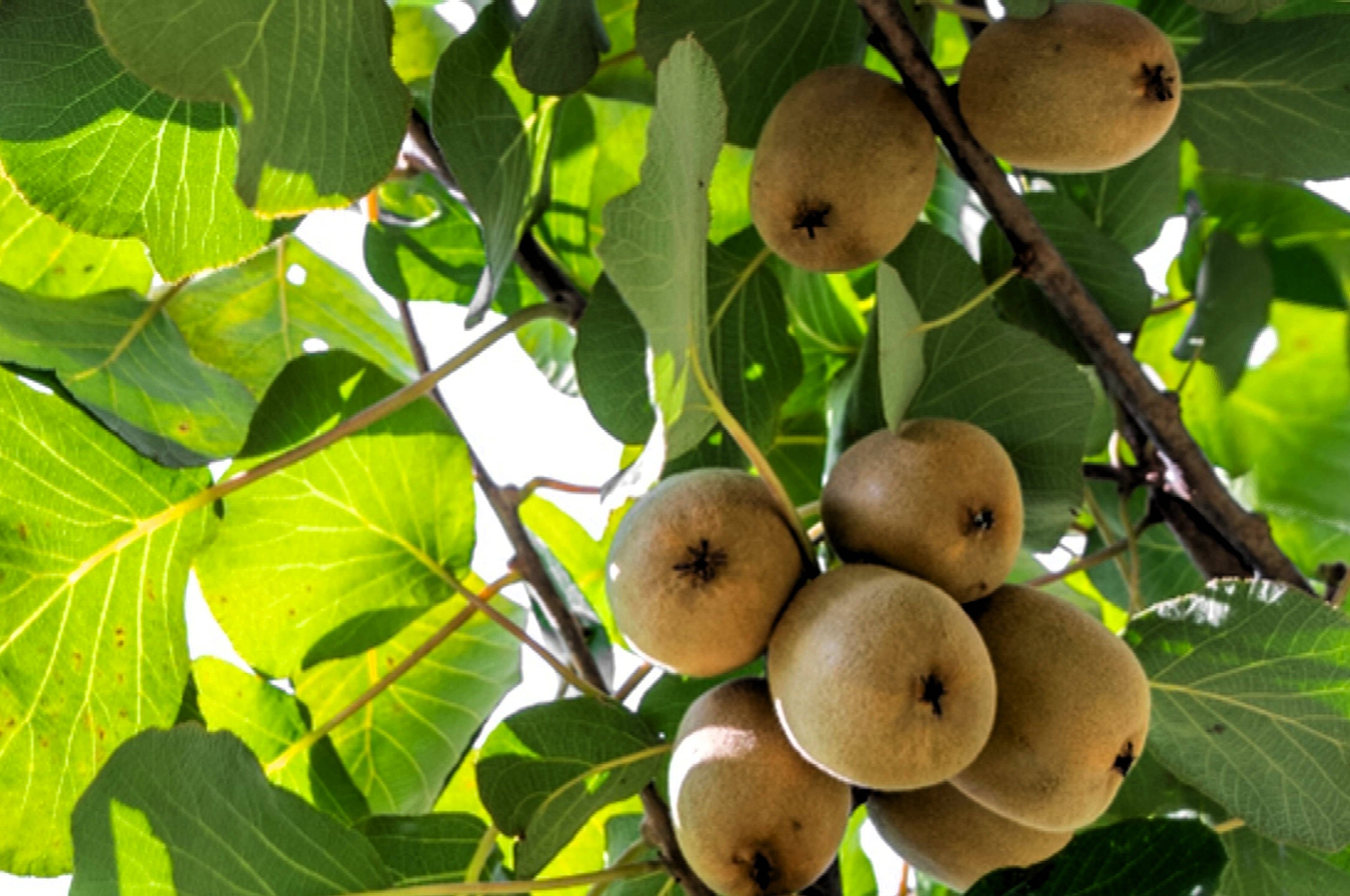 GardenPerspective - Wholesale Live plant - 2 - Kiwi Plant 6-10" Actinidia Deliciosa Tree Live Plant7