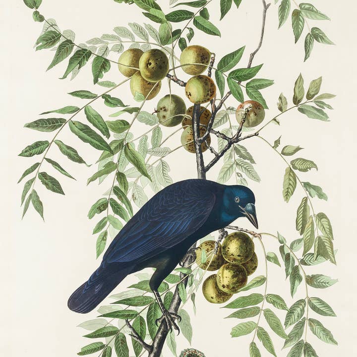 Vintage Banners - Wholesale Art Print - American Crow - John James Audubon - Wall Art Canvas