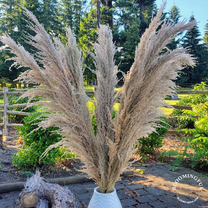 Pampas grande sedoso sin desprendimiento (90-120 cm) - Beige natural para venta al por mayor de BLOOMINGFUL.COM