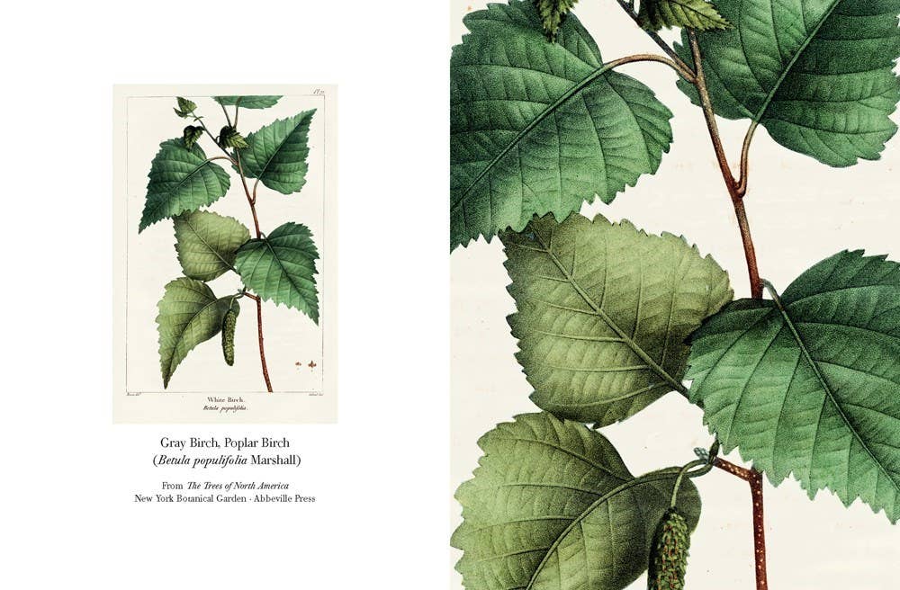 W. W. Norton - Wholesale Stationery/Notecard Set - The Trees of North America note cards4