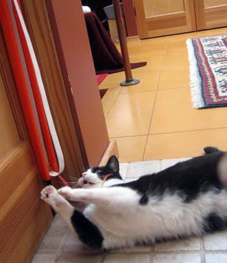 MOODY PET - Wholesale Pet Toy - Cat - Fling-Ama-String6