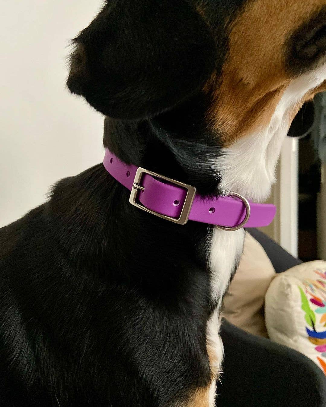 Ploouf Dogs - Wholesale Pet Collar - Dog - Dahlia purple “soft touch” dog collar5