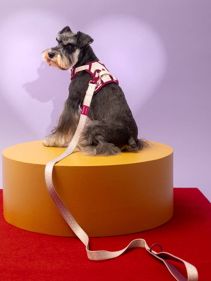 Love is Blind x maxbone Walk Set for wholesale by maxbone