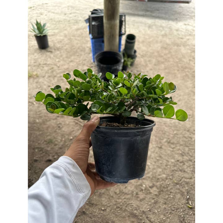 6" Bonsai Carissa Natal Plum for wholesale by Triad Plants