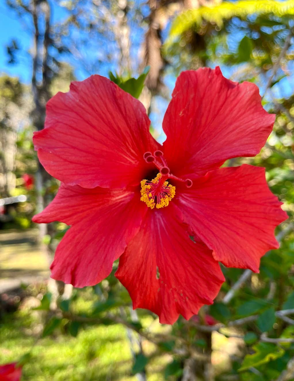 Stick Outside - Wholesale Sticker - Hawaii Hibiscus Flower Sticker5