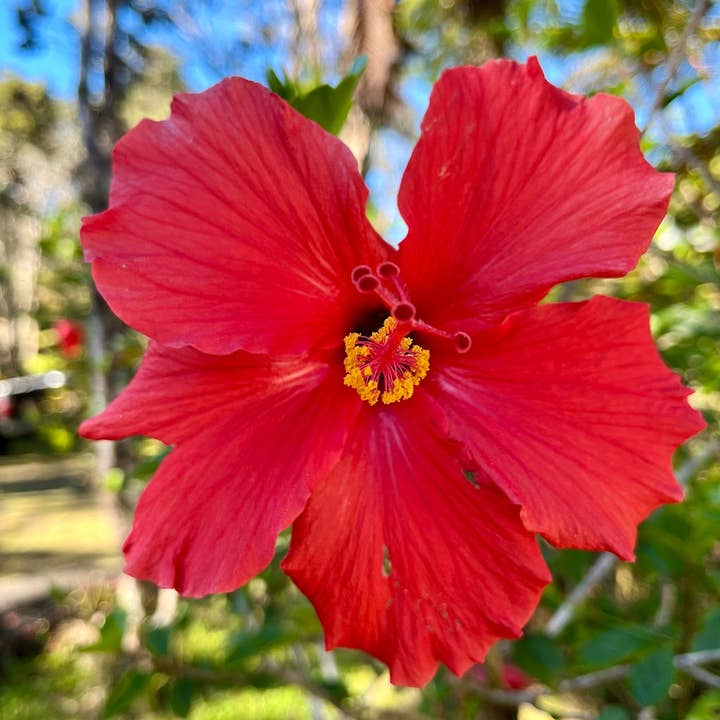 Stick Outside - Wholesale Sticker - Hawaii Hibiscus Flower Sticker5