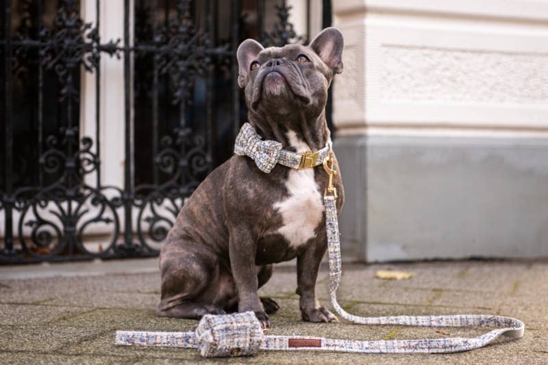 Floofs and Cookies - Wholesale Pet Collar - Dog - Noe Collar1