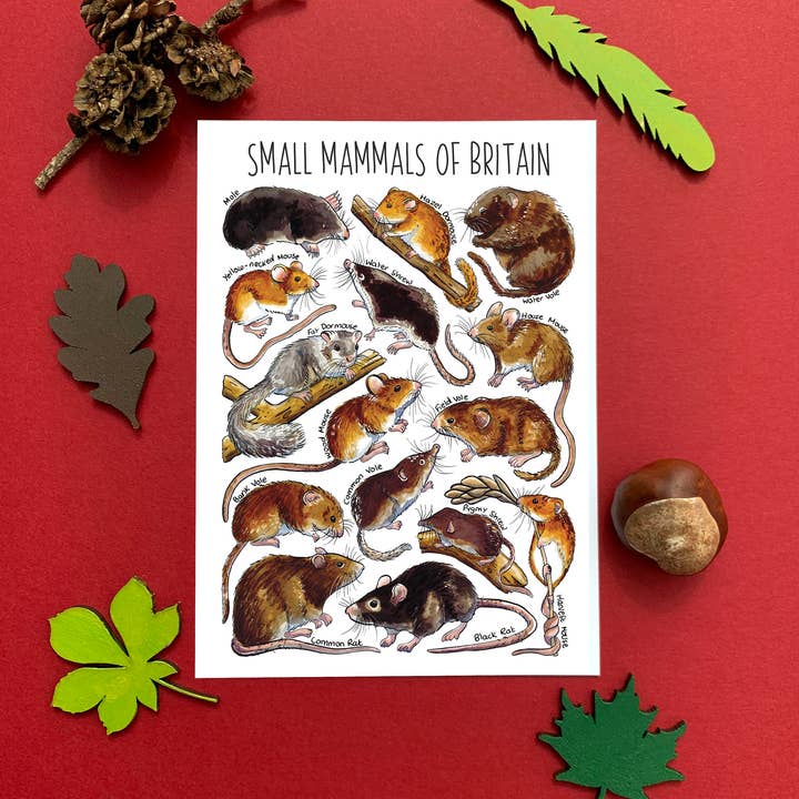 Small Mammals of Britain Art Blank Postcard for wholesale by Alexia Claire Ltd
