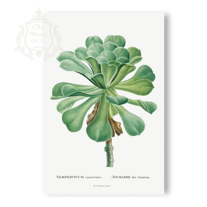 Sempervivum Canariense met sappige print voor wholesale door Old World Art Co.