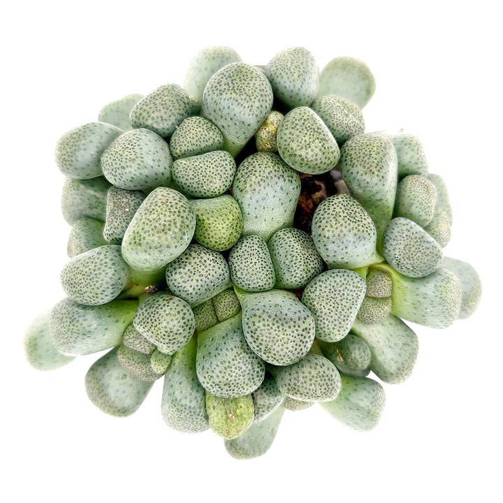Best Plant Friend - Wholesale Succulent - Aloinopsis Schooneesii - Rare Live Succulents 3 inch Pot