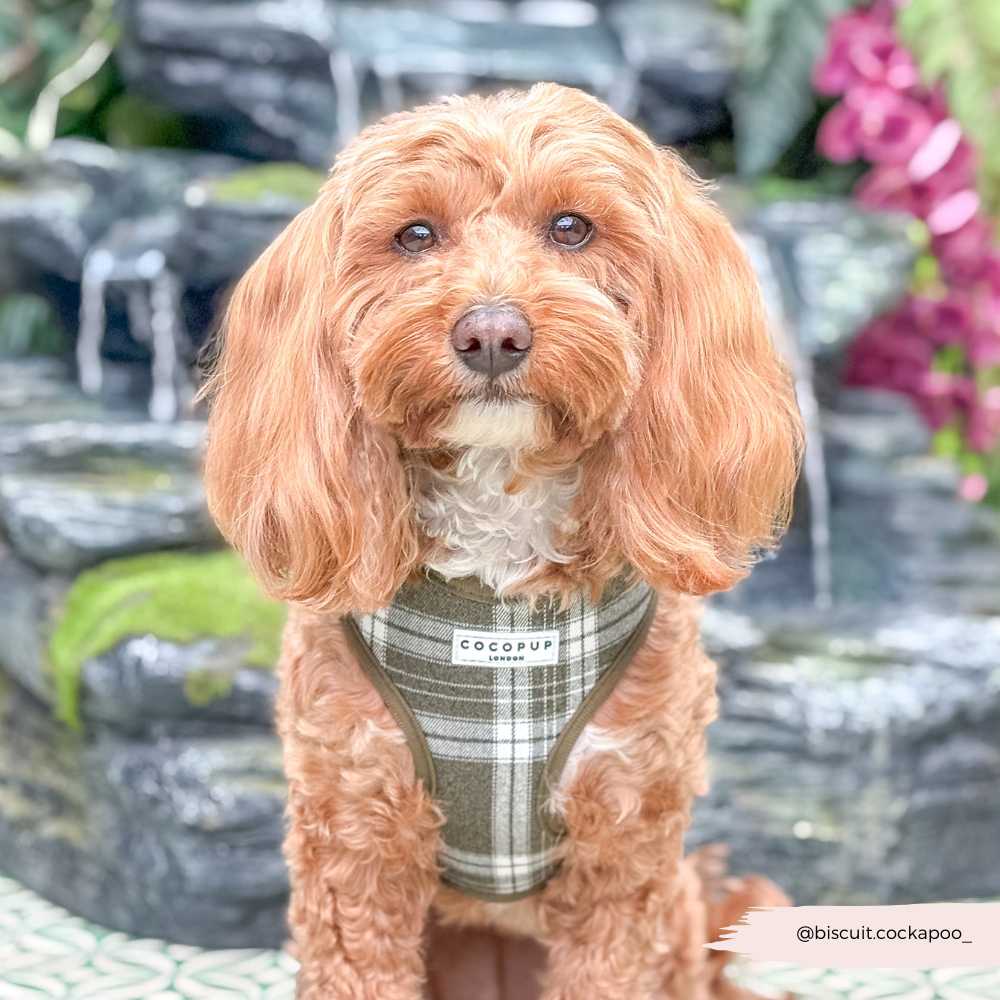 Cocopup London – wholesale Pet harness – Dog – Olive Check Adjustable Neck HARNESS19