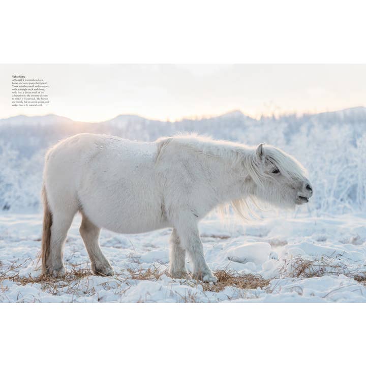 Union Square & Co. - Wholesale Book - Adult - Wild Horses by Tom Jackson