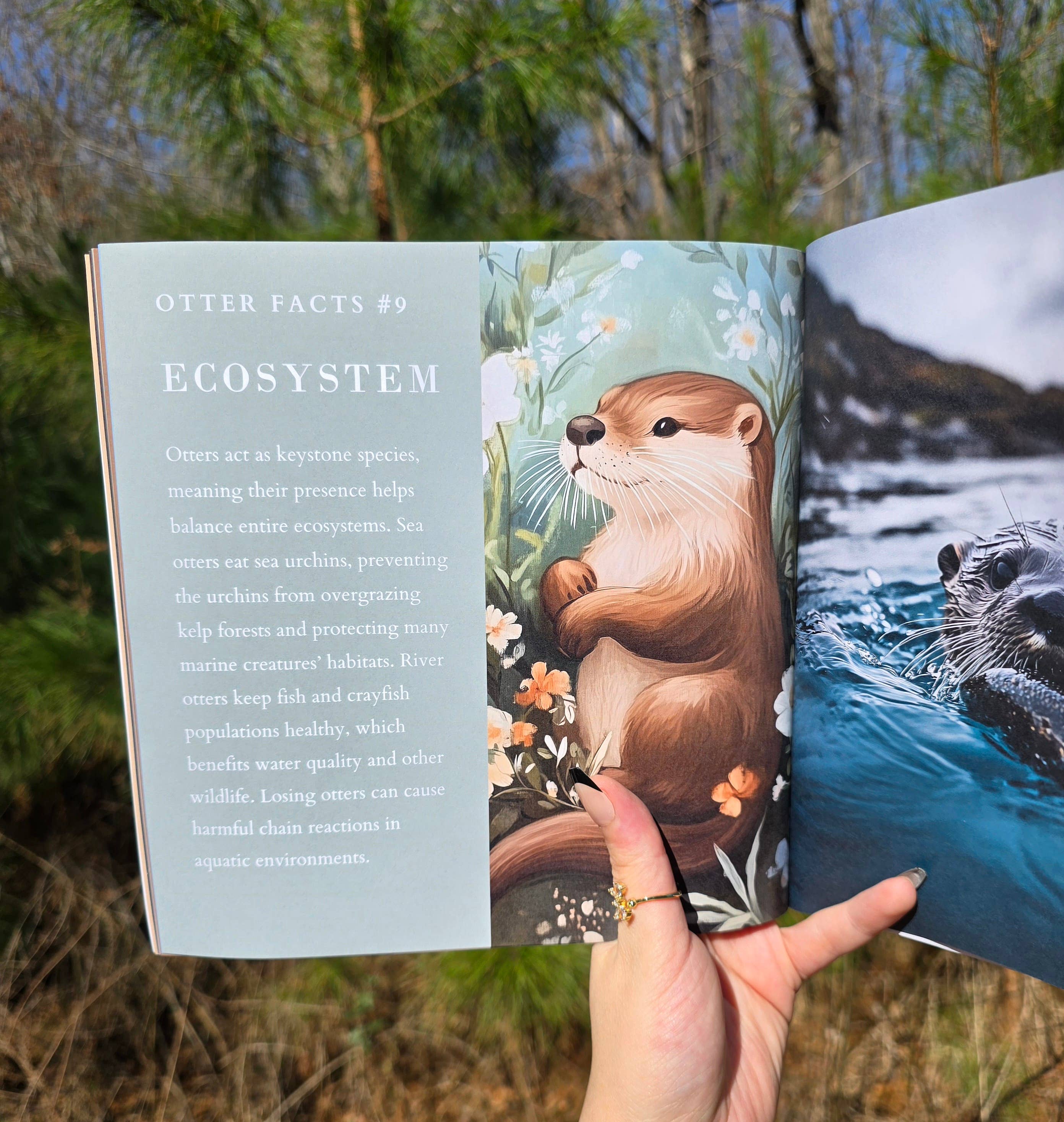 Author Linda Blackmoor - Wholesale Preschool Book (3-5) - Wildlife in Bloom: Little Otter3