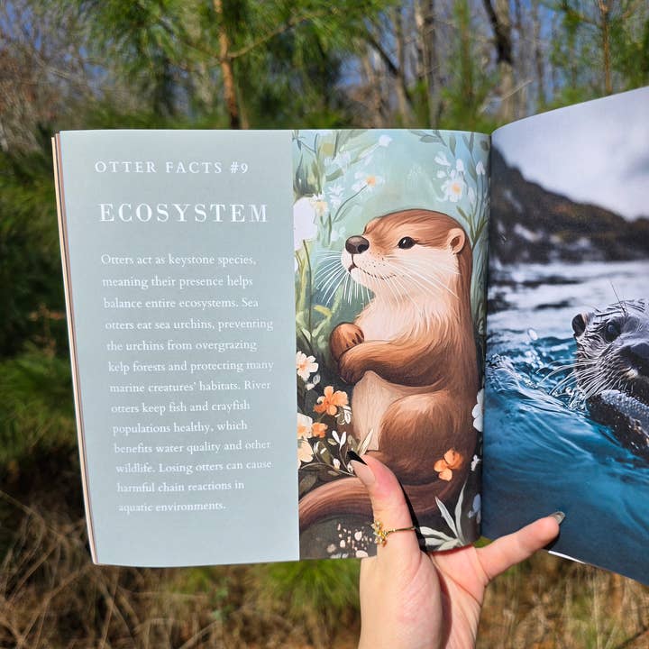 Author Linda Blackmoor - Wholesale Preschool Book (3-5) - Wildlife in Bloom: Little Otter3