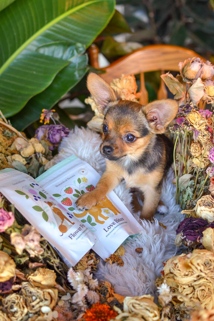Botanical Bones – snacks e guloseimas - Cão por atacado – Love Bites - Guloseimas para Cães | Orgânico | Dia dos Namorados 💕4