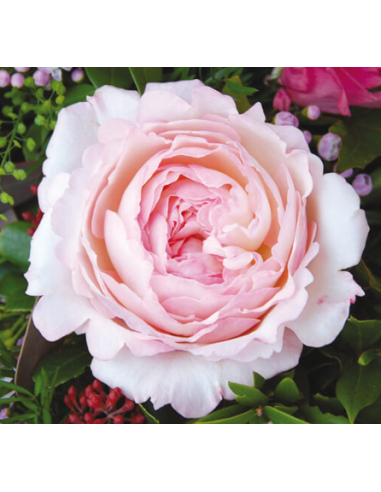 Florasource - Wholesale Fresh Cut Flowers - Garden Rose Keira creamy pink 24 / 36 / 48 Stems0