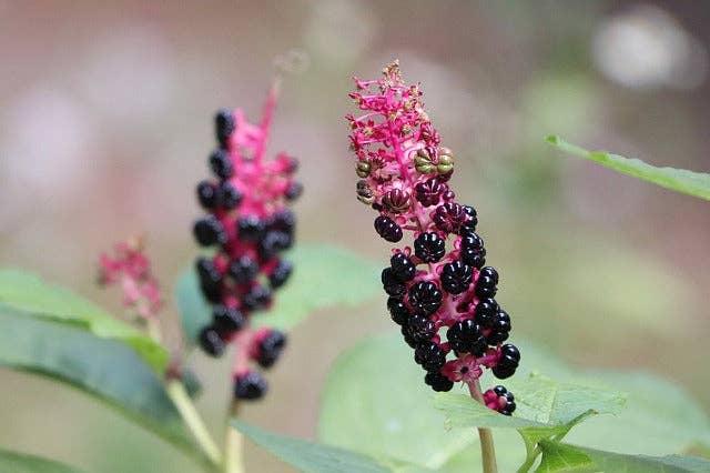 Ollois - Wholesale Oral Supplement/Vitamin - Olloïs Phytolacca Decandra 30C Vegan Organic, 80 Pellets9