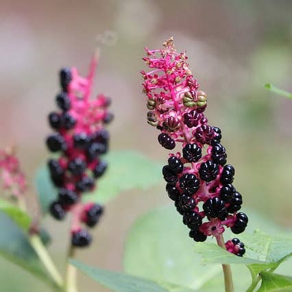 Ollois - Wholesale Oral Supplement/Vitamin - Olloïs Phytolacca Decandra 30C Vegan Organic, 80 Pellets9