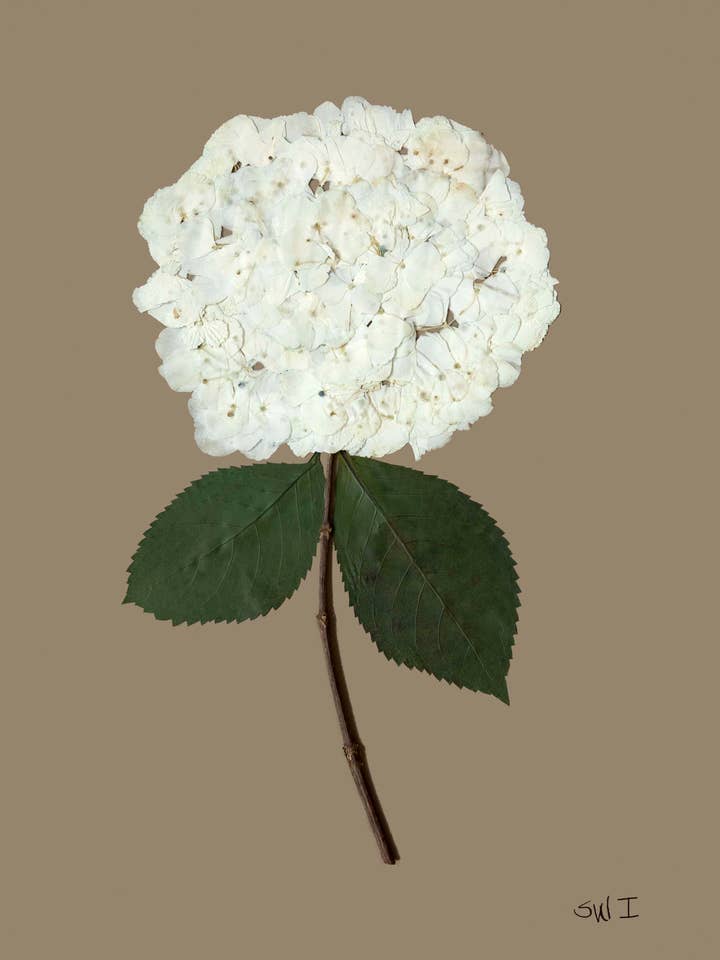 Hydrangea on Mocha Mousse I for wholesale by Homegrown Art Co