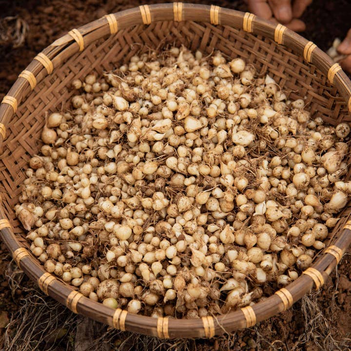 Vân Vân - Wholesale Herbs - Bang Bang Onion Dried Herb - Single-Origin5