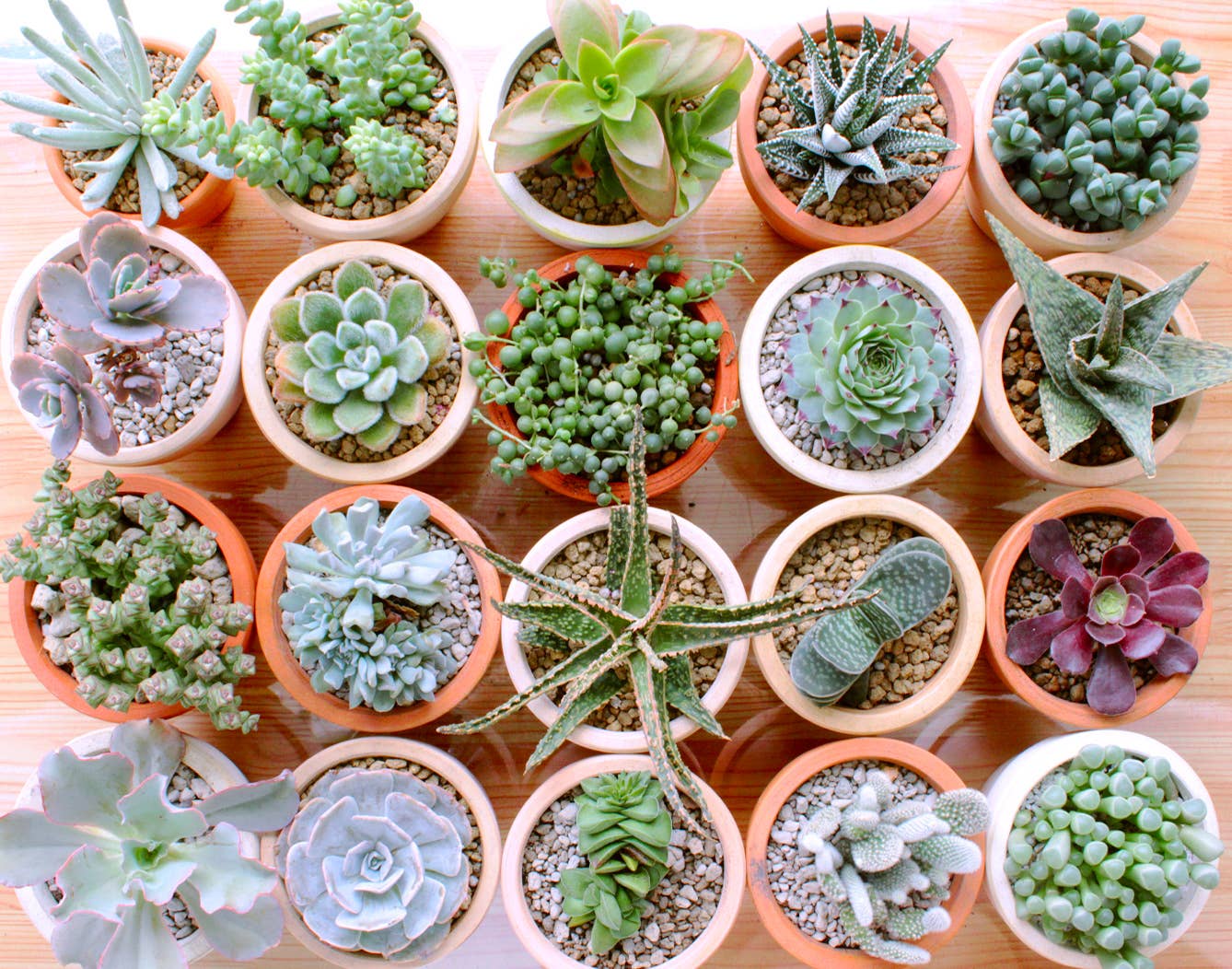 Best Plant Friend - Wholesale Succulent - Assorted Succulent Tray - 64 Live Bulk Succulents - 2in Pot8
