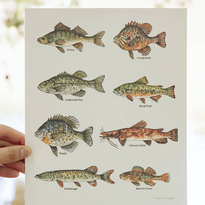 North American River Fish Art Print for wholesale by Linnea Campbell Studio