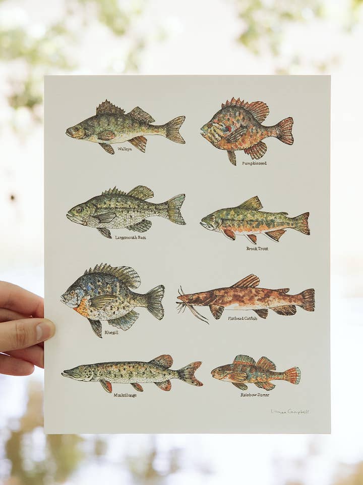 North American River Fish Art Print for wholesale by Linnea Campbell Studio