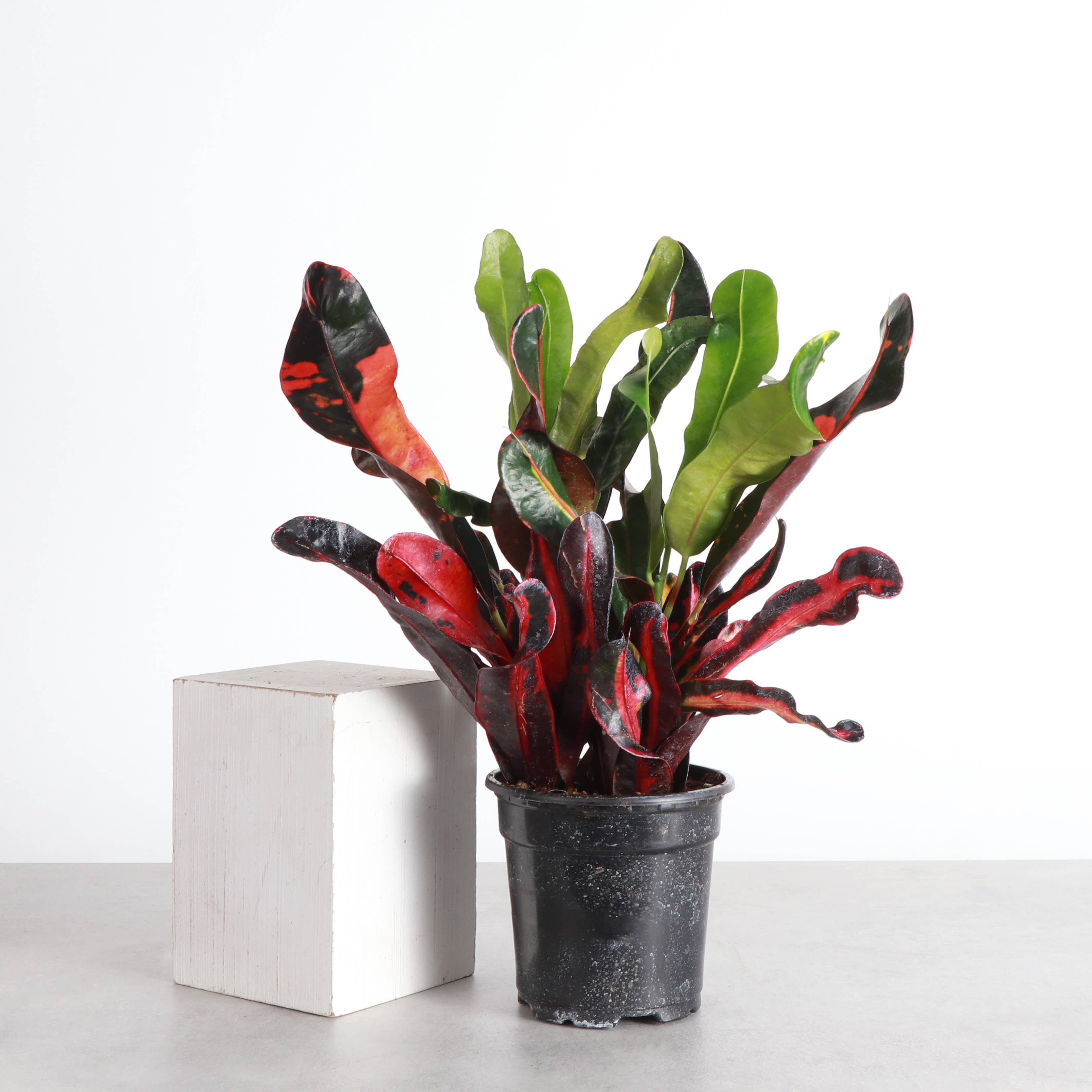 Thorsen's Greenhouse - Wholesale Live Plant - Mammy Croton - Live Plant1