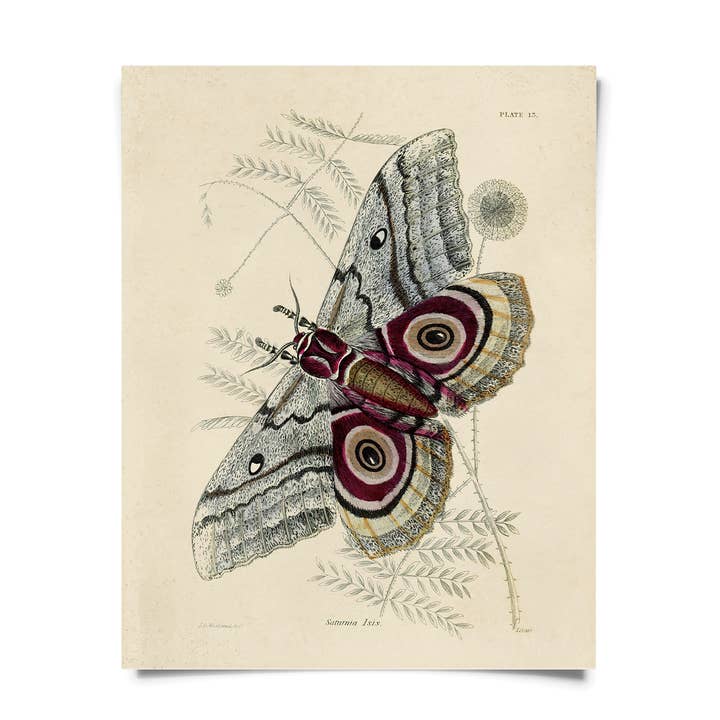 Vintage Insect Saturnia Isis Moth Print w/ optional frame for wholesale by Curious Prints