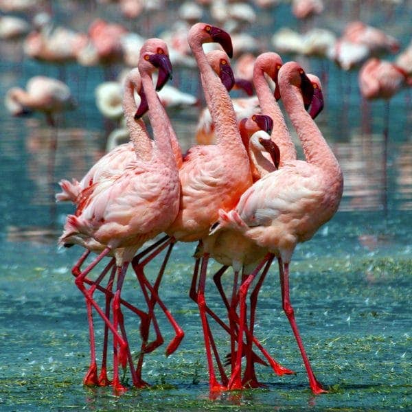 Flamingo Family for wholesale by Zen Puzzles