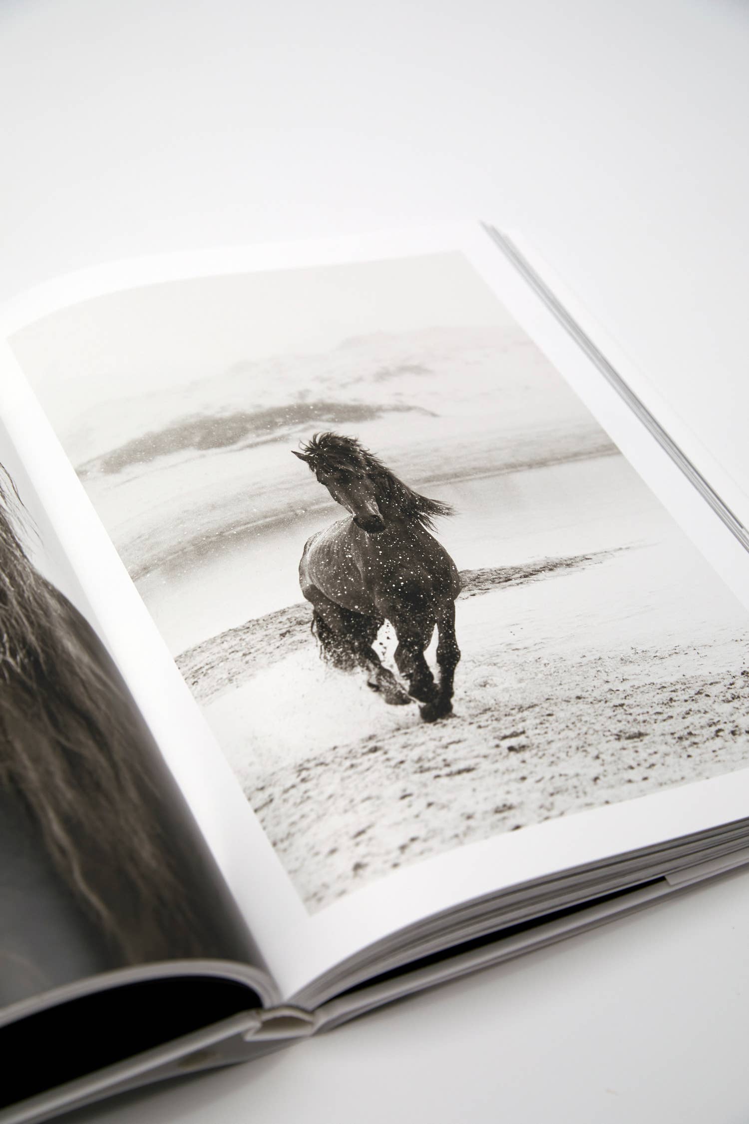 Drew Doggett Photography - Vendita all'ingrosso Display Book - Wild: I leggendari cavalli di Sable Island4