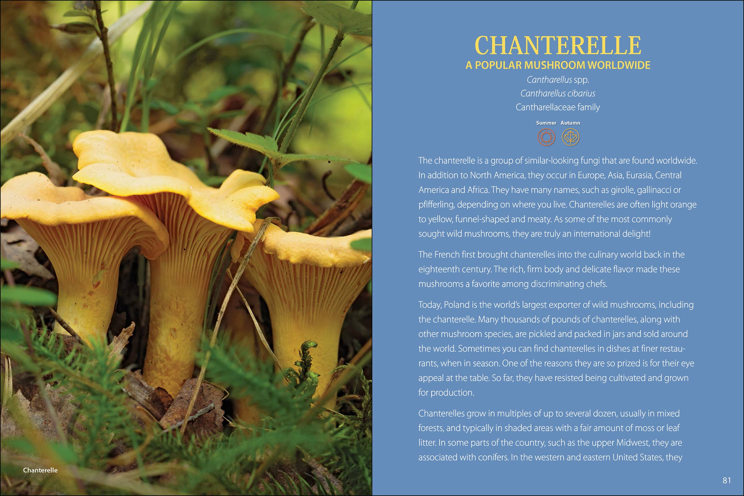 AdventureKEEN - Vente Nature et plein air - Commencez Champignon 2e1