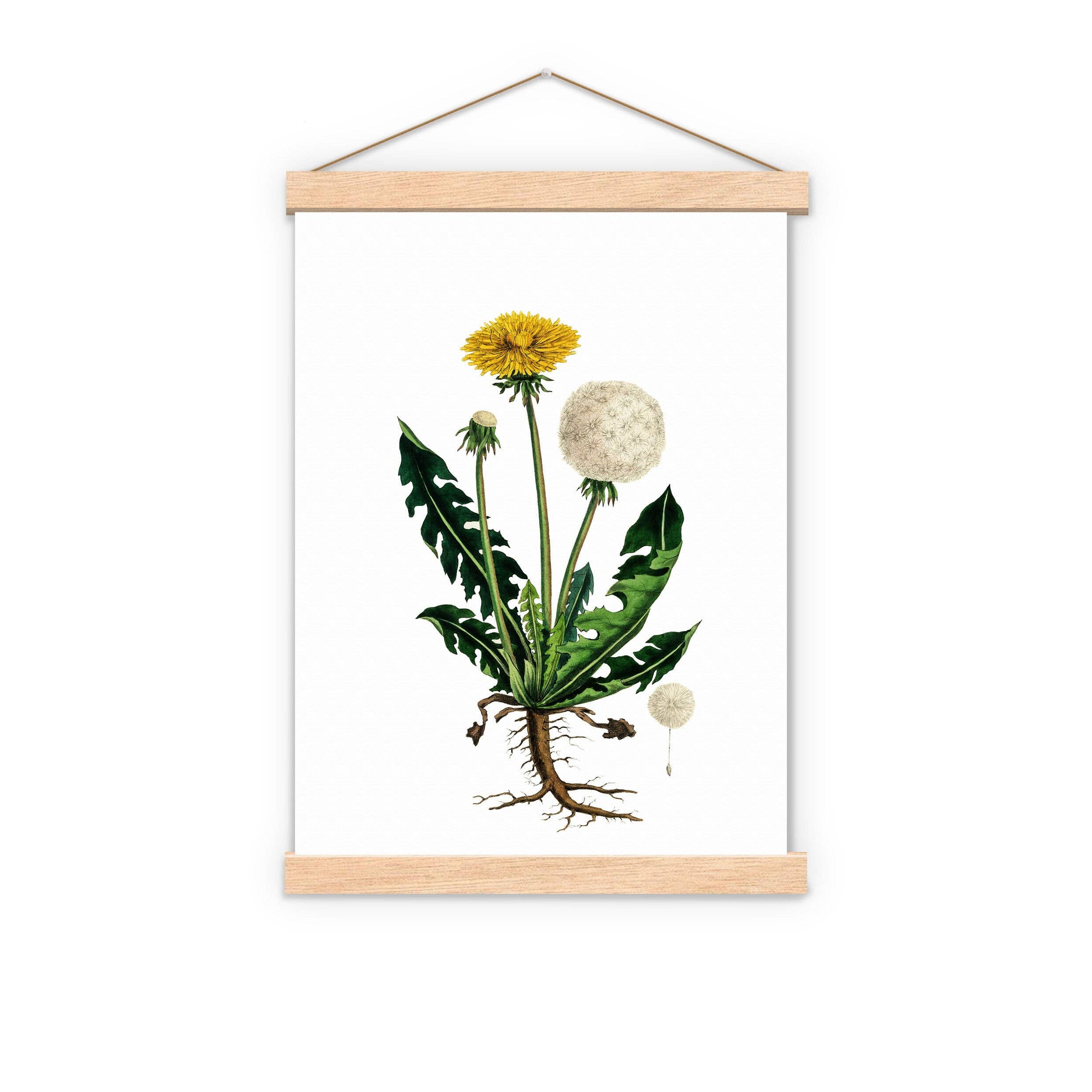 PRRINT! - Wholesale Art Print - Dandelion Wild Plant1