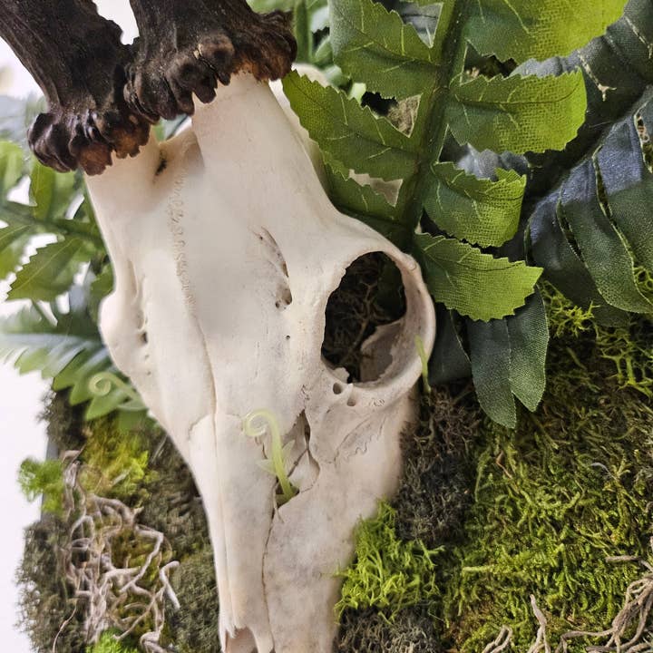 Jungle Relics – Großhandel 3D-Wandkunst – Reklamation: Gerahmter Rehschädel I und II 14"x9" Mixed-Media-Mooskunst