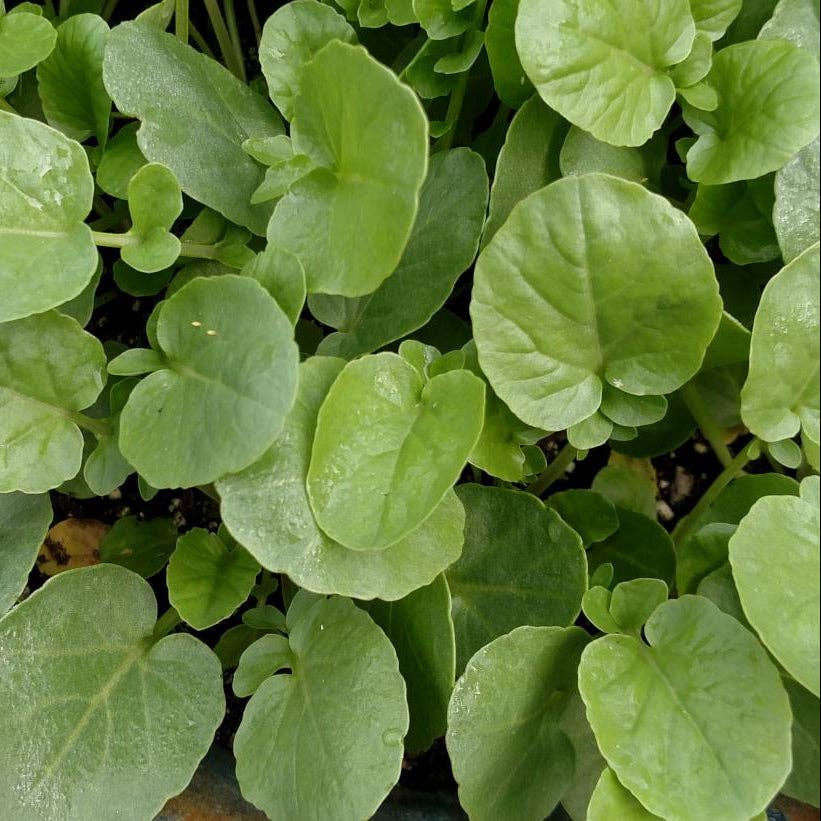 Sow True Seed - Wholesale Plant Seeds - Cress Seeds - Creasy Greens2