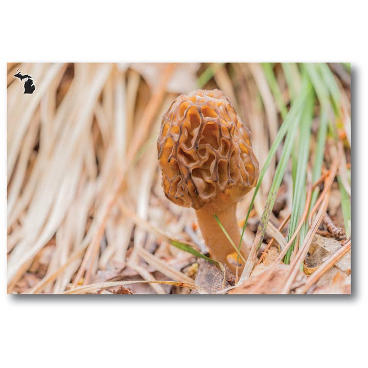 Carte postale MORILLE AUX HERBES BRUNES - Michigan pour la vente par Phil Stagg Photography