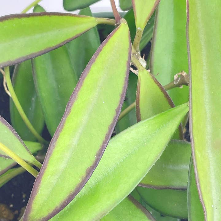 Bumble Plants - Wholesale Live Plant - Hoya Wayetii1