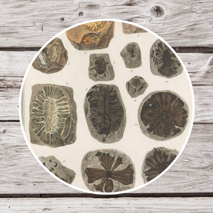 Autocollant Fossile, Autocollant Histoire Naturelle, Autocollant Science pour la vente par NatureCuts