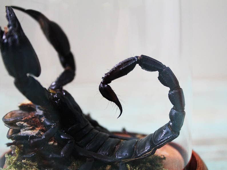 Newman Art Designs – Engroshandel Bordpynt – Skorpion i en lille kuppel Vægindretning Ægte taxidermi Vægkunst Dekorationskunst til hjemmet Smuk Hetereometreus Spinifer3