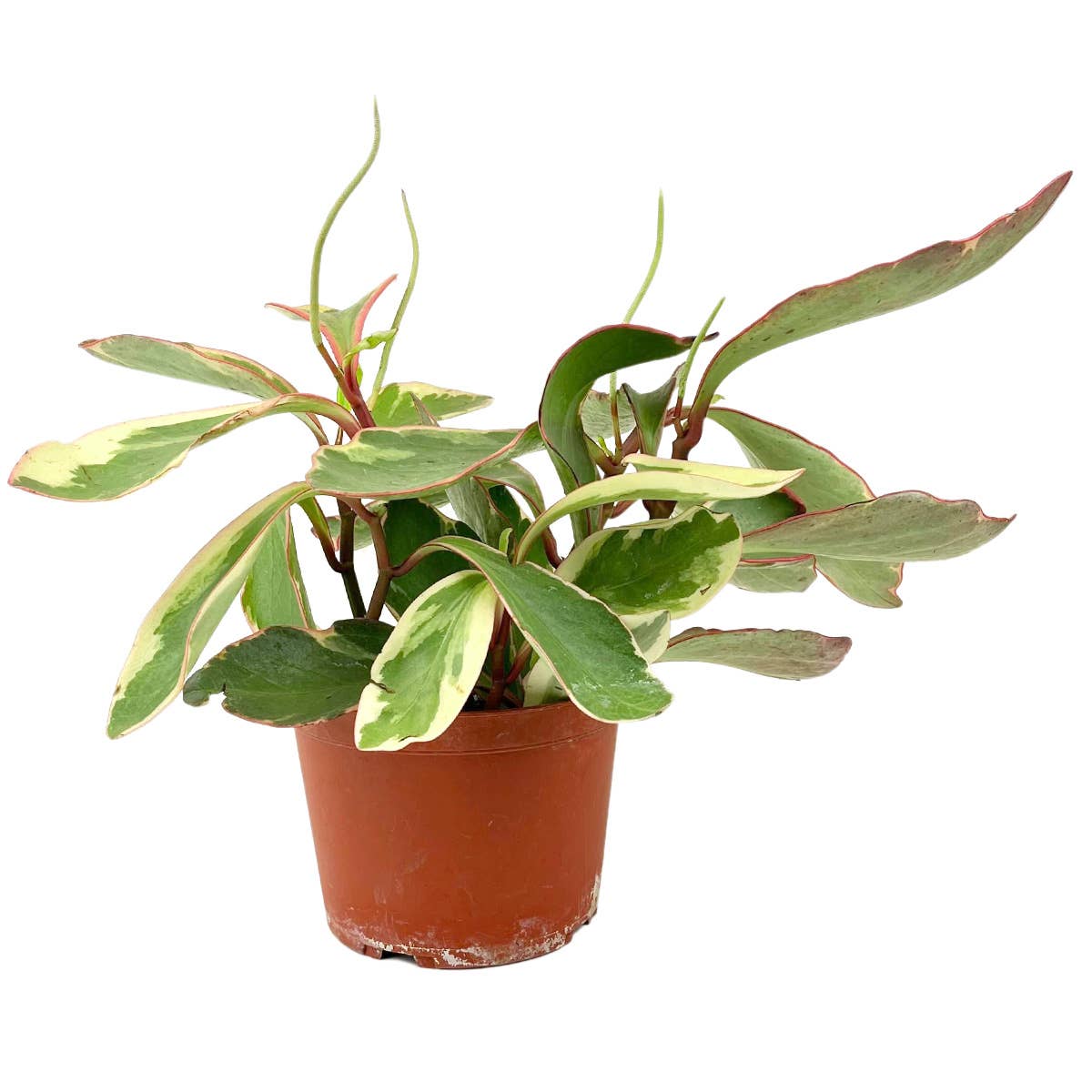 Best Plant Friend - Wholesale Live Plant - Peperomia Clusiifolia Ginny 4/6in - Easy to Care Houseplant0