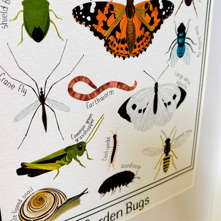 Pixiecraft - Wholesale Art Print - Garden Bug Wall Art Print: Nature Inspired Educational Prints3