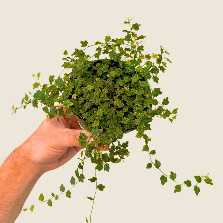 Plant Daddies of Atlanta LLC - Wholesale Live Plant - String of Frogs