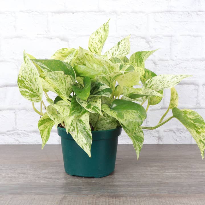 Thorsen's Greenhouse - Wholesale Live Plant - Marble Queen Pothos Plant - Live Plant