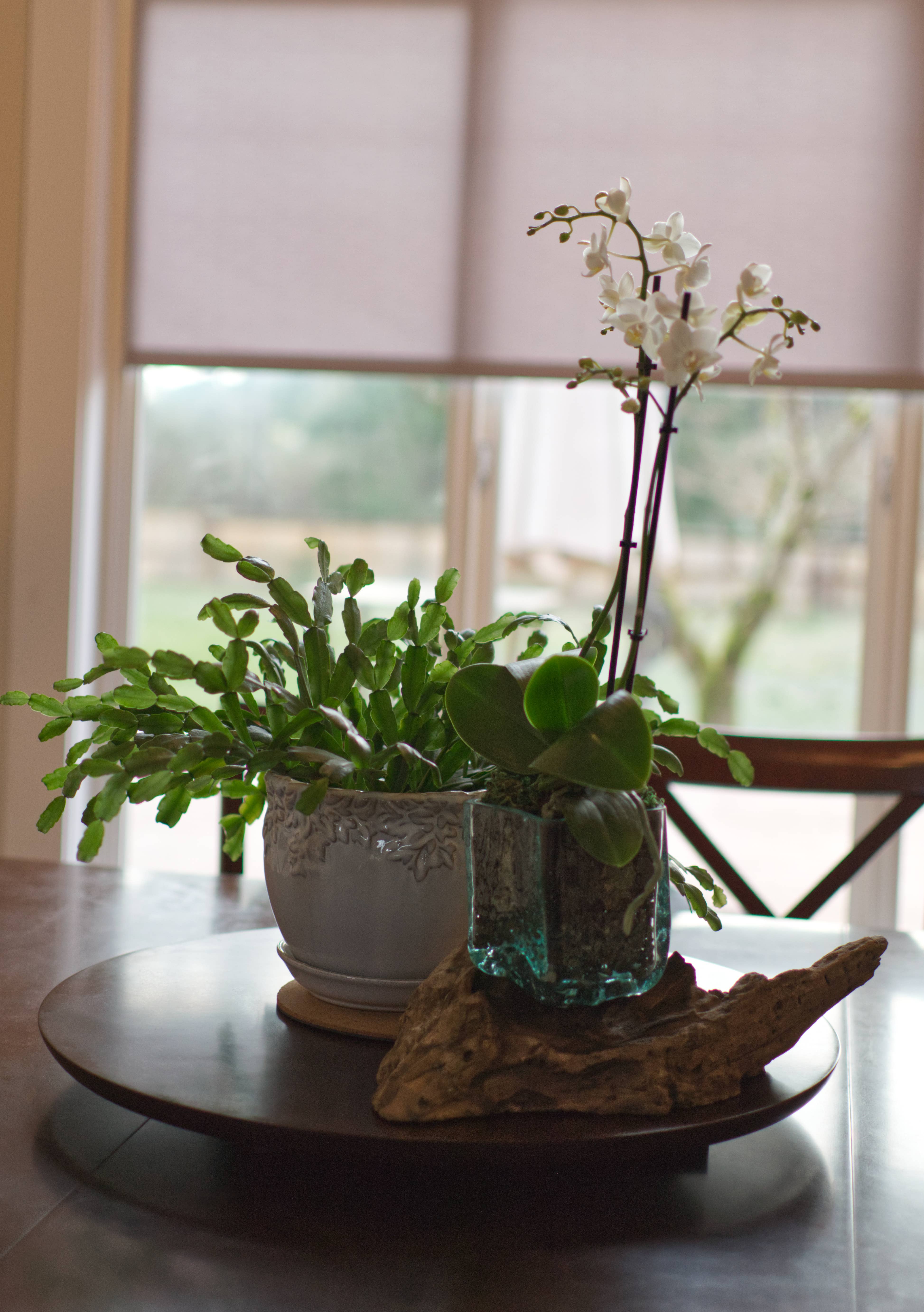 Cohasset Gifts - Vendita all'ingrosso Decorazioni da tavolo - Vaso quadrato in vetro su radice di gamal - circa 10 cm di diametro6